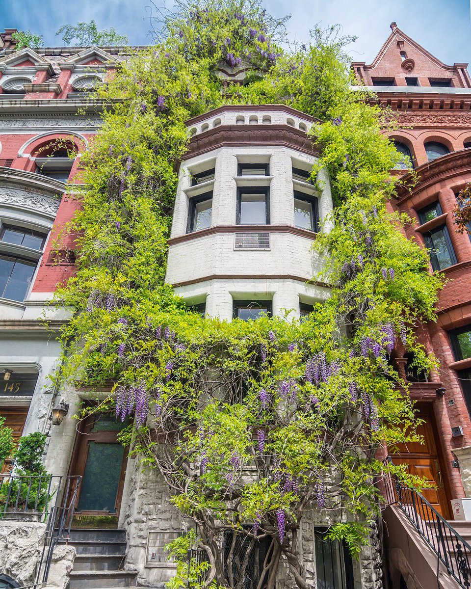 My Wisteria Garland: A Century-Old Love Story with 1 Million TikTok Views