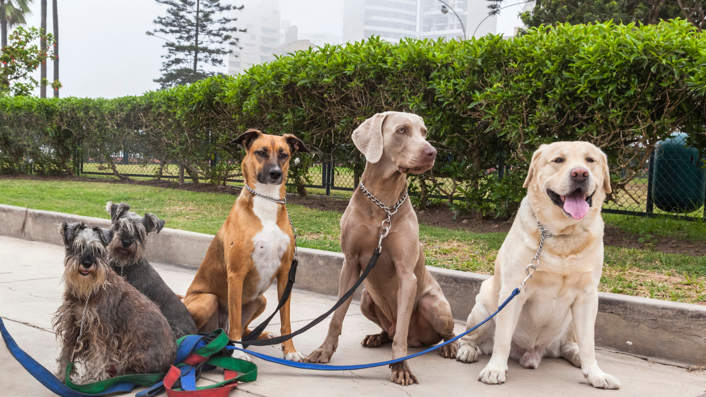 The Connected Canine: 2026’s Top GPS Trackers for the Modern Pet Parent