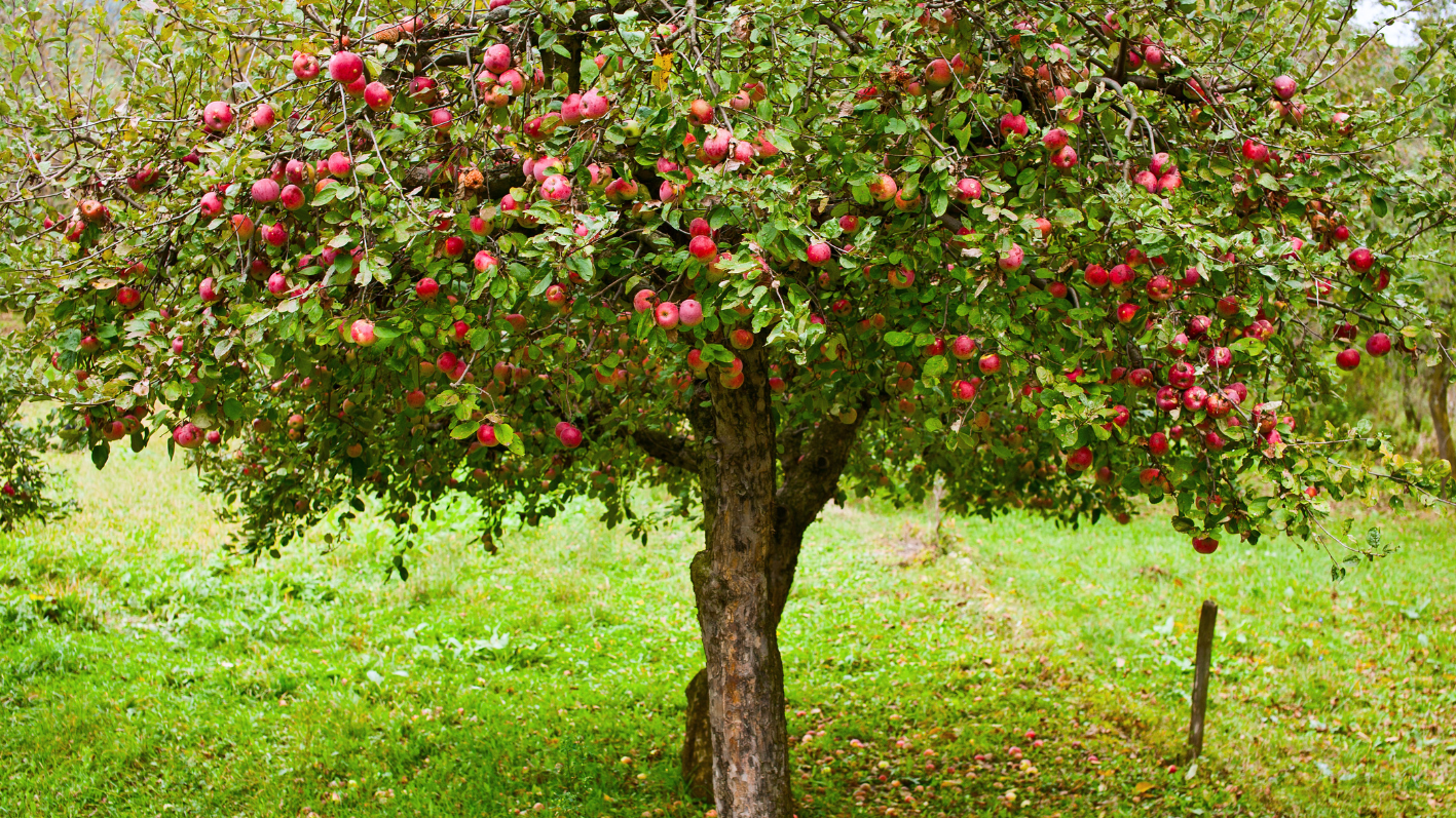 What to Know About American Crabapple Before Buying and Planting