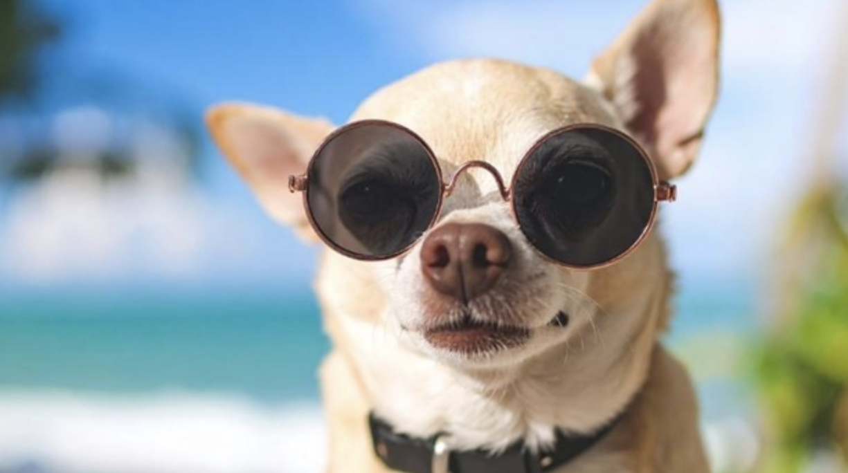 From Paris Hilton to Modern Socialites: The Enduring Love Affair With Chihuahuas
