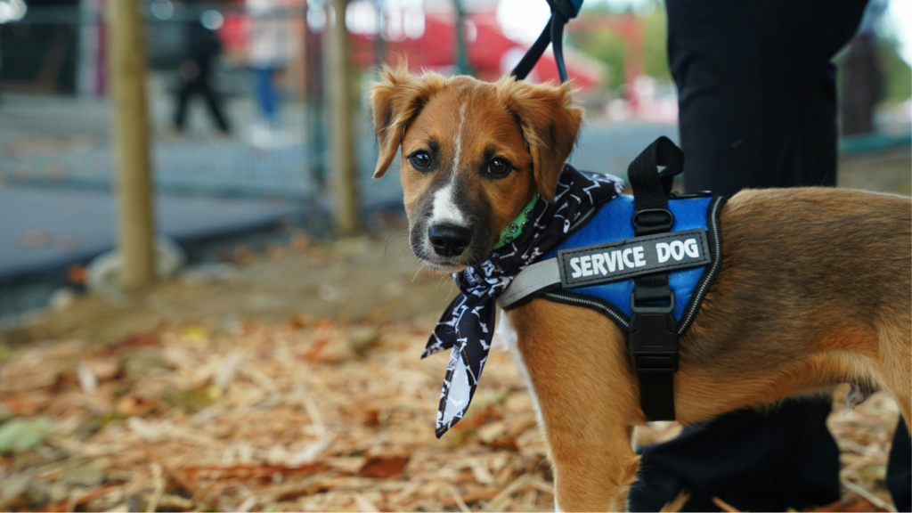emotional Support Dog