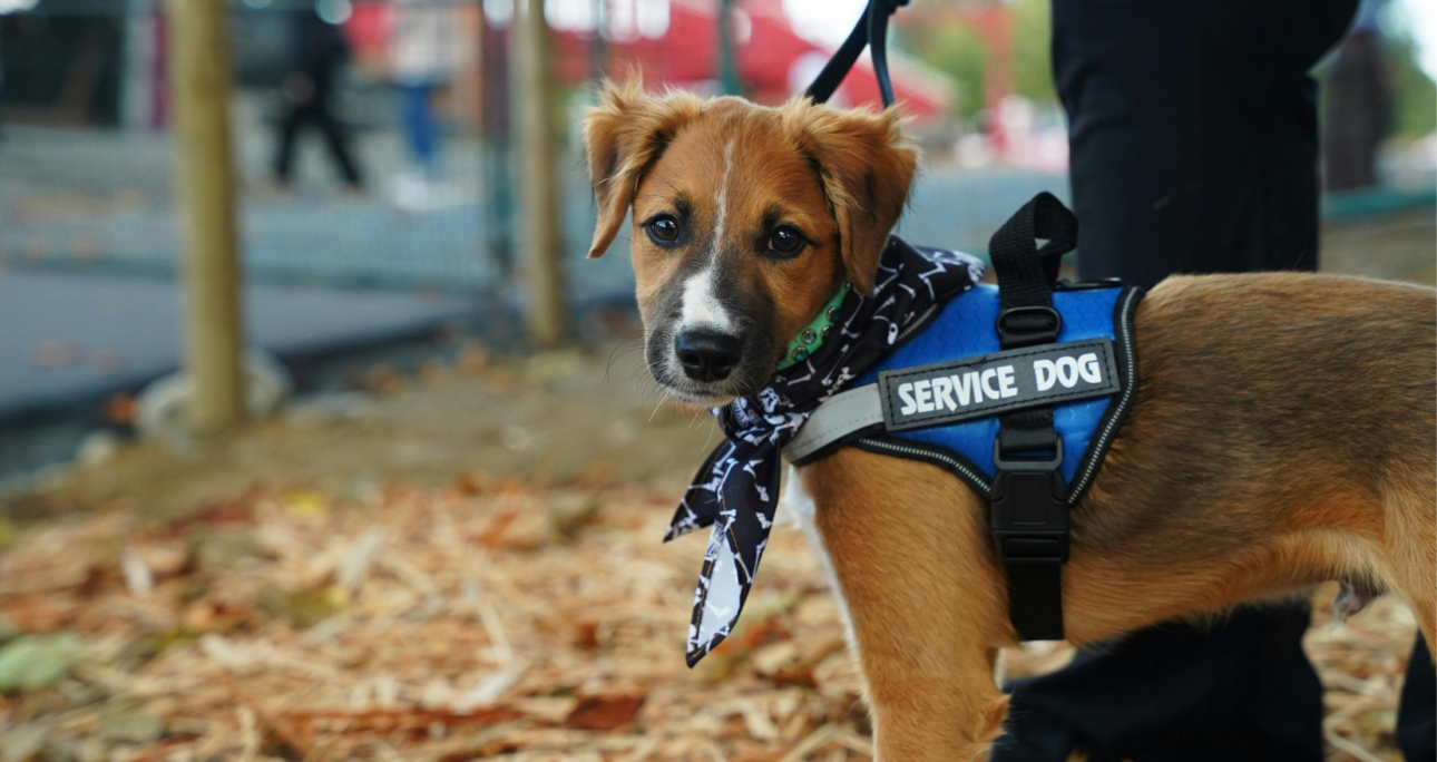 Fake Emotional Support Animal Letter: Risks, Scams, and Legal Reality 