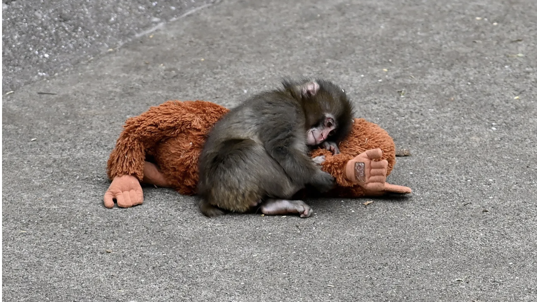 Punch Monkey 101
